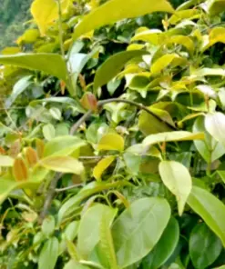 La Giang Sour Creeper Seeds - Climbing Vine Seeds - Very Easy to Grow - Rang Dong RADO Pack - Image 1