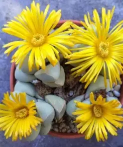 Lapidaria margaretae Seeds - Rare Living Stone Succulent Cactus - 30 Seeds - Indoor/Outdoor Exotic Mesembs - Image 2