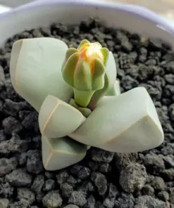 Lapidaria margaretae Seeds - Rare Living Stone Succulent Cactus - 30 Seeds - Indoor/Outdoor Exotic Mesembs - Image 3