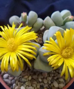 Lapidaria margaretae Seeds - Rare Living Stone Succulent Cactus - 30 Seeds - Indoor/Outdoor Exotic Mesembs - Image 4