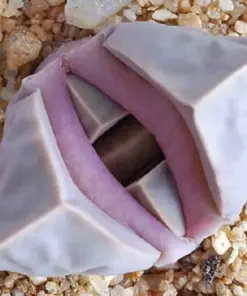 Lapidaria margaretae Seeds - Rare Living Stone Succulent Cactus - 30 Seeds - Indoor/Outdoor Exotic Mesembs - Image 1