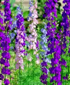 Larkspur Rocket Mix Seeds - Purple & White Annual Flower Seeds - 200+ Seeds - Outdoor - Image 1