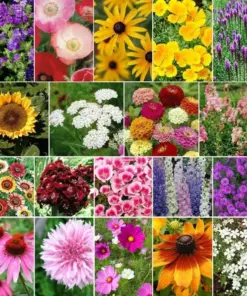 Late Bloomer Wildflower Mix Seeds - 35+ Autumn & Fall Blooming Seeds - Outdoor - Easy Grow - Image 2