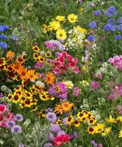 Late Bloomer Wildflower Mix Seeds - 35+ Autumn & Fall Blooming Seeds - Outdoor - Easy Grow - Image 1