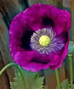 Lauren's Grape Poppy Seeds - Purple Flowers, Attracts Bees & Butterflies, Non-GMO, 500 Seeds, Outdoor - Image 1