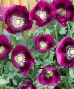 Lauren's Grape Poppy Seeds - Purple Flowers, Attracts Bees & Butterflies, Non-GMO, 500 Seeds, Outdoor - Image 2