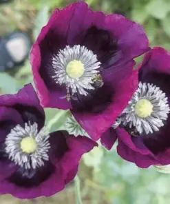 Lauren's Grape Poppy Seeds - Purple Flowers, Attracts Bees & Butterflies, Non-GMO, 500 Seeds, Outdoor - Image 3