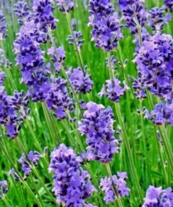 Lavender Vera Seeds - 200+ Count - Perennial, Non-GMO, Insect Repellent - Outdoor Flower Seeds - Image 4