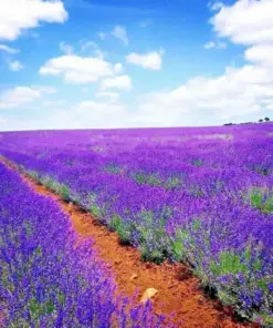Lavender Vera Seeds - 200+ Count - Perennial, Non-GMO, Insect Repellent - Outdoor Flower Seeds - Image 1