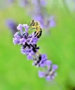 Lavender Vera Seeds - Perennial Flower Seeds - 1200+ Count - Outdoor - Image 2