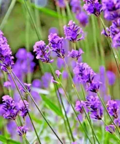 Lavender Vera Seeds - Perennial Flower Seeds - 1200+ Count - Outdoor - Image 3
