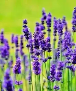 Lavender Vera Seeds - Perennial Flower Seeds - 1200+ Count - Outdoor - Image 4