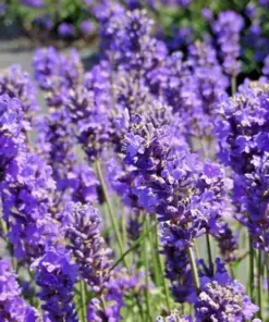 Lavender Vera Seeds - Perennial Flower Seeds - 1200+ Count - Outdoor - Image 6