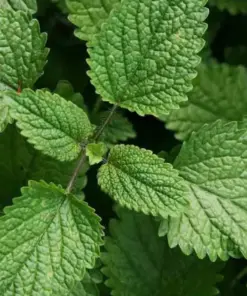 Lemon Balm Citronella Seeds - Perennial Herb Seeds - 1500 Count - Outdoor Mosquito Repellent - Image 2