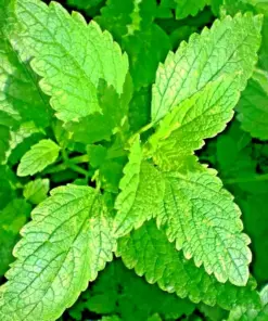 Lemon Balm Citronella Seeds - Perennial Herb Seeds - 1500 Count - Outdoor Mosquito Repellent - Image 1