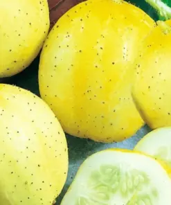 Lemon Cucumber Seeds - Heirloom Non-GMO Vegetable Seeds - Easy to Grow Outdoor Annual - Image 1