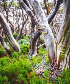 Lemon Scented Gum Eucalyptus - Live Plant or Seeds - Indoor/Outdoor Fragrant Tree - Image 2