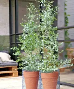 Lemon Scented Gum Eucalyptus - Live Plant or Seeds - Indoor/Outdoor Fragrant Tree - Image 3