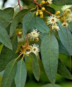 Lemon Scented Gum Eucalyptus - Live Plant or Seeds - Indoor/Outdoor Fragrant Tree - Image 4