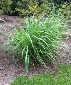 Lemongrass Live Plant - 5 Healthy Cymbopogon Stalk Plugs - Indoor/Outdoor Herb - Image 2
