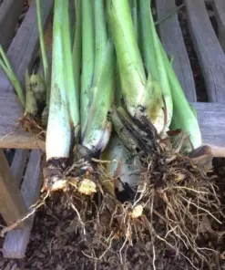 Lemongrass Live Plant - 5 Healthy Cymbopogon Stalk Plugs - Indoor/Outdoor Herb - Image 1