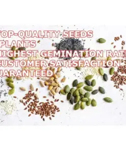 Lemongrass Seeds - 1000+ Fresh & Non-GMO Lemon Grass Seeds for Indoor/Outdoor Planting - Image 8