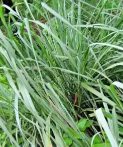 Lemongrass Seeds - 200+ Fresh Non-GMO Herb Seeds - Easy to Grow Indoor & Outdoor - Image 2