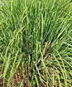 Lemongrass Seeds - 300+ Fresh Non-GMO Lemon Grass Seeds - Indoor/Outdoor Herb - Image 3