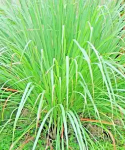 Lemongrass Seeds - 400+ Fresh, Non-GMO Herb Garden Seeds - Easy Grow Indoor/Outdoor - Image 1