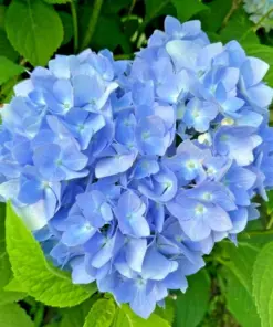 Let's Dance Arriba Reblooming Hydrangea Seeds (Macrophylla) - Fresh Harvested - Image 2