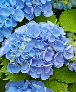 Let's Dance Arriba Reblooming Hydrangea Seeds (Macrophylla) - Fresh Harvested - Image 3