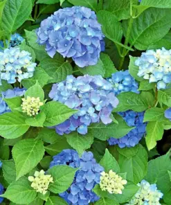 Let's Dance Arriba Reblooming Hydrangea Seeds (Macrophylla) - Fresh Harvested - Image 1