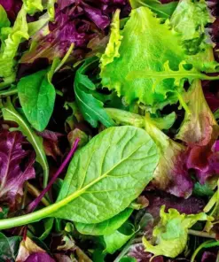 Lettuce Seeds - High Yielding Heirloom Non-GMO Mesclun Mix - Annual - Image 2