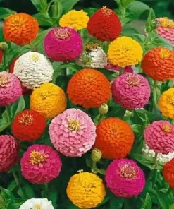 Lilliput Zinnia Flower Seeds (250+ Count) - Non-GMO, Fresh for Garden - Image 1