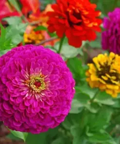 Lilliput Zinnia Seeds Mix - Zinnia Elegans Flower Seeds - Colorful - Very Easy to Grow - Image 2