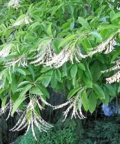 Lily of the Valley Sourwood Tree Seeds - Oxydendrum arboreum - Perennial - 100 Seeds - Image 2