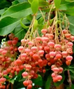 Lily of the Valley Sourwood Tree Seeds - Oxydendrum arboreum - Perennial - 100 Seeds - Image 1