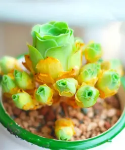 Lithops Living Stone Flower Seeds - Rare Succulent Cactus Seeds - Very Easy - Image 1