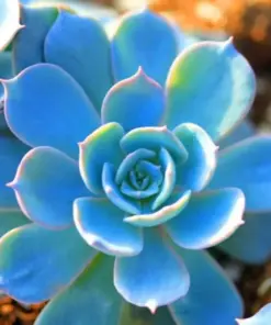 Lithops Living Stone Flower Succulent Cactus Seeds - Rare, Very Easy Grow - Indoor & Outdoor - Image 1