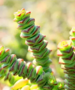 Lithops Living Stone Seeds - Rare Succulent Cactus Flower Seeds - Easy Grow Indoor/Outdoor - Image 1