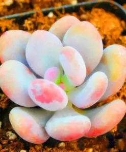 Lithops Living Stone Seeds - Rare Succulent Cactus Seeds - Easy Grow Indoor/Outdoor - 15 Seeds - Image 1