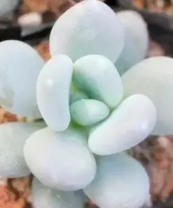 Lithops Living Stone Seeds - Rare Succulent Cactus Seeds - Easy Grow Indoor/Outdoor - Image 1