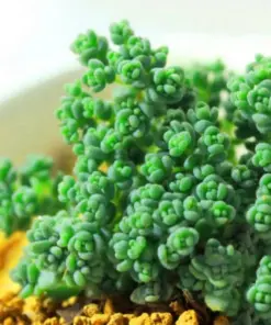 Lithops Living Stone Succulent Cactus Seeds - Rare Succulent Seeds - Easy Grow Indoors/Outdoors - Image 1