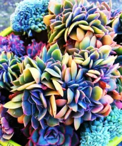 Lithops Living Stone Succulent Seeds - Rare Desert Plants - Very Easy to Grow - Indoor/Outdoor - Small, Mini, Large, Medium - Image 1