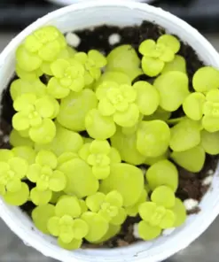 Lithops Living Stones Flower Seeds - Rare Succulent Cactus Seeds - Easy Care Indoor/Outdoor - Image 1