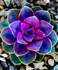 Lithops Living Stones Flower Succulent Cactus Seeds - Rare Succulent Seeds - Indoor/Outdoor - Image 1