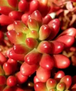 Lithops Living Stones Flower Succulent Cactus Seeds - Rare Living Stone Seed Packs - Indoor/Outdoor - Image 1