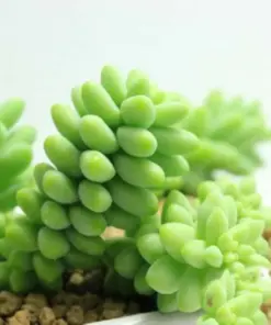 Lithops Living Stones Flower Succulent Cactus Seeds - Rare Indoor/Outdoor Plant Seeds - Image 1