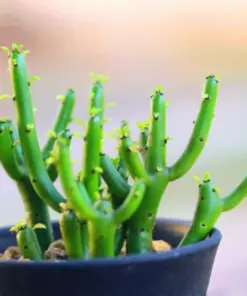 Lithops Living Stones Flower Succulent Cactus Seeds - Rare Living Stone Seed Packs - Image 1