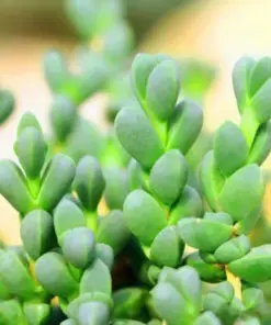 Lithops Living Stones Flower Succulent Cactus Seeds - Rare Indoor/Outdoor Succulent Seeds - Very Easy to Grow - Image 1